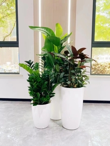 宁波前湾盆景租赁，打造个性化室内外空间