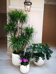 杭州湾盆景出租方案大揭秘，独特布置超吸睛！><div class=